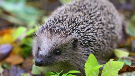 Igel | Rechte: ZDF Igel