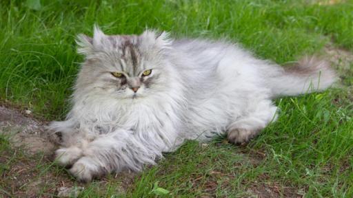 Katze | Rechte: ZDF Katze