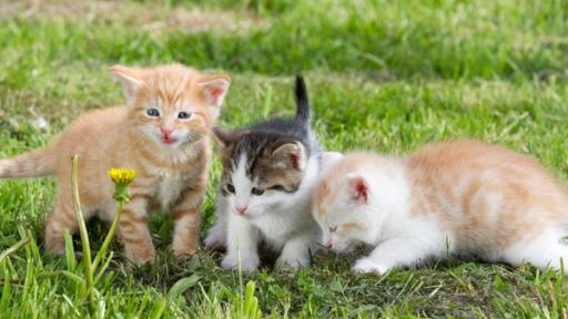 Katzenbabys | Rechte: ZDF Katzenbabys