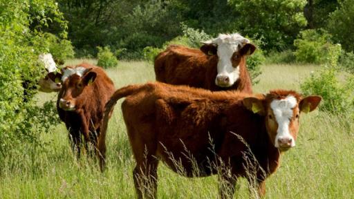 Mehrere braune Kühe mit weißen Flecken stehen auf einer Grünen Wiese.