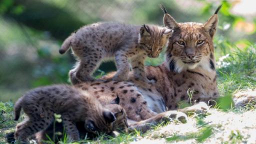 Luchs | Rechte: ZDF Luchs