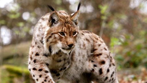 Luchs