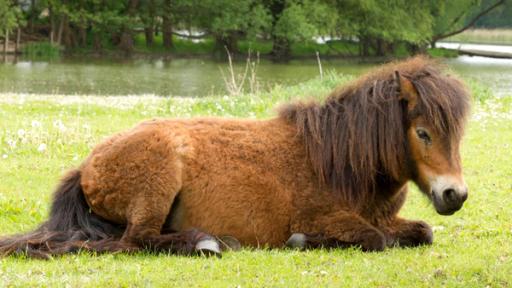 Pony | Rechte: ZDF Braunes Pony liegt auf einer Wiese.