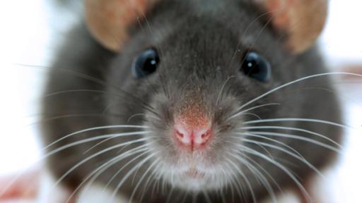 Ratte | Rechte: ZDF Süße graue Ratte schaut frontal in Kamera.