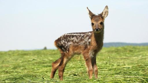 Rehkitz auf einer Wiese stehend