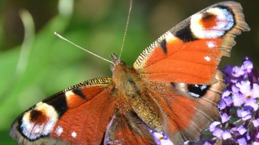 Schmetterling | Rechte: ZDF Schmetterling