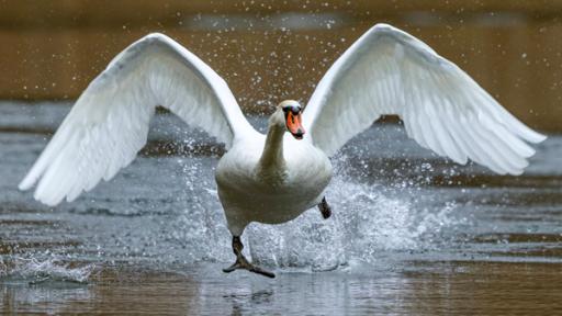 Schwan Vorschaubild | Rechte: imago Ein Schwan startet auf einem See
