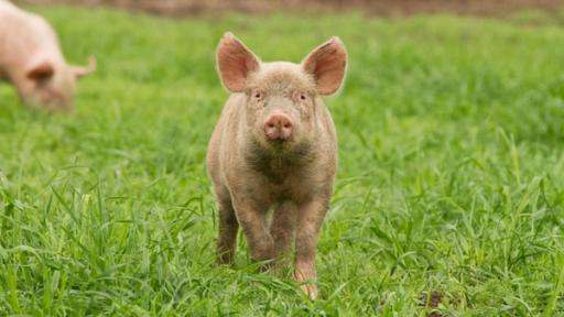 Schwein | Rechte: ZDF Schwein steht auf einer grünen Wiese und schaut in die Kamera.
