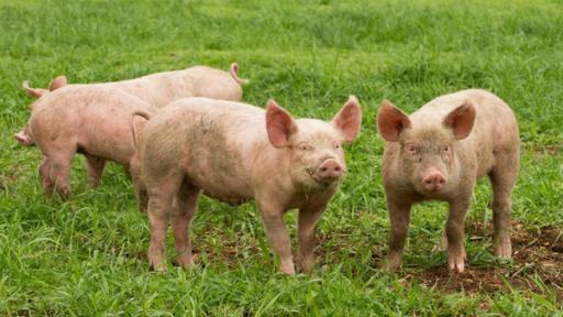 Schwein | Rechte: ZDF Mehrere Schweine stehen auf einer grünen Wiese.