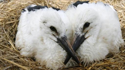 Zwei Storchenbabys sitzen nebeneinander im Nest. Ihre Köpfe sind einander zugewandt und ihre Schnäbel kreuzen sich.