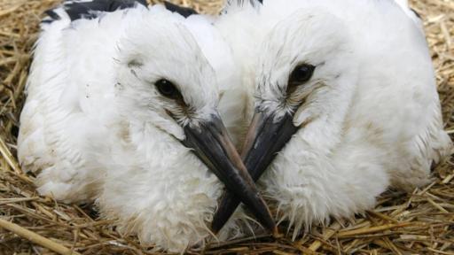 Storchenbabys | Rechte: ZDF Zwei Storchenbabys im Nest