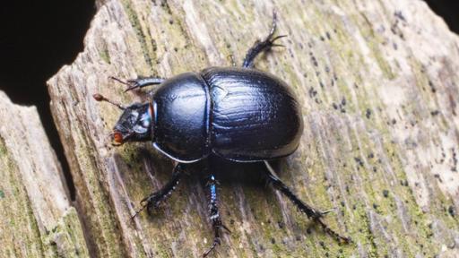 Nahaufnahme eines Waldmistkäfers auf einem Stück Holz