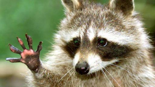Waschbär | Rechte: ZDF Waschbär