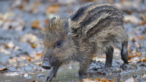 Wildschwein | Rechte: ZDF Kleiner Frischling läuft durch den Matsch.