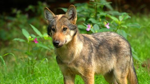 Wolf Vorschaubild | Rechte: imago Ein Wolf steht auf einer Wiese im Wald