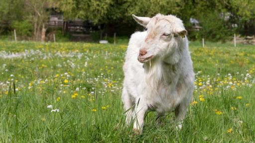 Ziege steht auf einer grünen Wiese und frisst Gras.