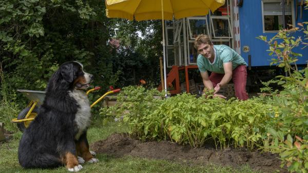 Fritz Fuchs (Guido Hammesfahr) züchtet eine uralte Kartoffelsorte nach. Hund Keks freut sich schon auf die Ernte.