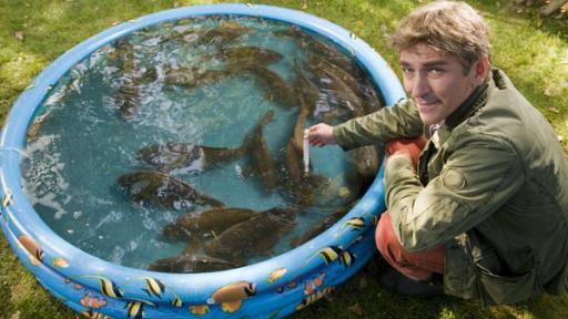 Fische | Rechte: ZDF Fische