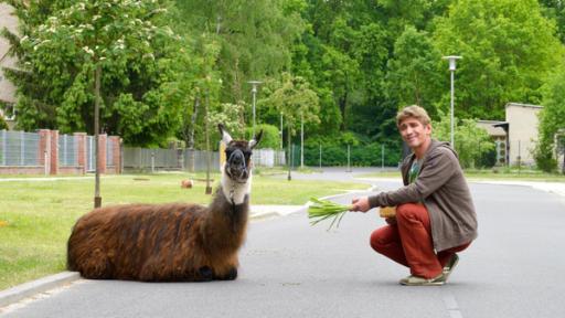 Fritz Fuchs mit Lama