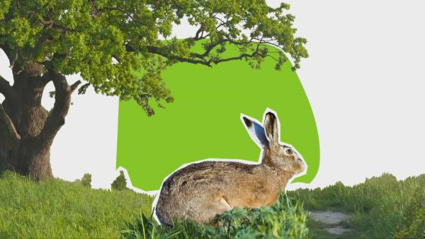 „logo! extra – Ostern“ (ZDF) | Rechte: ZDF