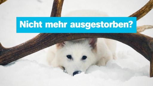Schattenwolf, darüber Schrift"Nicht mehr ausgestorben?"