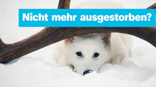 Schattenwolf, darüber Schrift "Nicht mehr ausgestorben?"