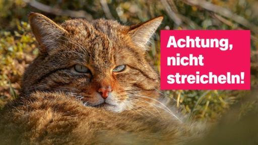 logo! vom 5.4.25 | Rechte: ZDF logo! vom 5.4.25