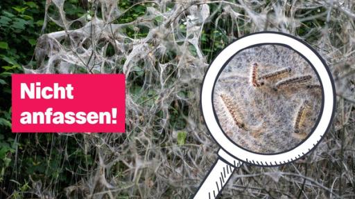 Eine Nahaufnahme von Insekten, die ein Netz über eine Pflanze spinnen. Links daneben der Schriftzug: "Nicht anfassen!"