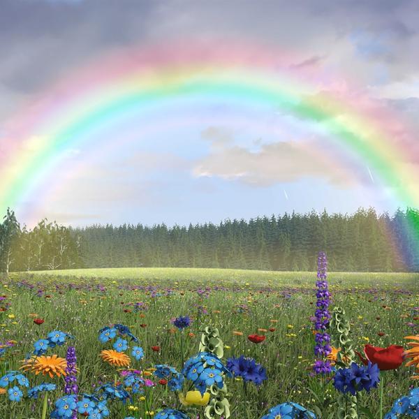 Ein wunderschöner Regenbogen erscheint über der Blumenwiese.