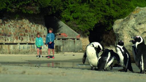 Merla und Leo in Afrika: Die Bucht der Pinguine | Rechte: SWR Mein Bruder und ich - In Südafrika: Die Bucht der Pinguine (Folge 2)