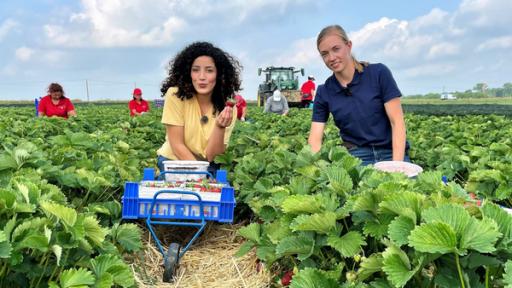 Erdbeerernte - Harte Arbeit auf dem Feld | Rechte: WDR Tessniem und Landwirtin Sophia bei der Erdbeerernte