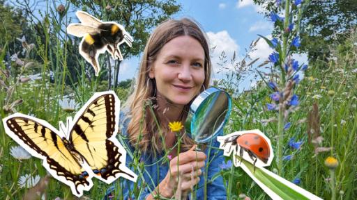 Jedes Insekt zählt | Rechte: WDR/tvision Reporterin Jana hockt in einer artenreichen Wiese inmitten von Blüten und Gräsern und schaut in die Kamera. Sie hält eine Lupe in der Hand. Um sie herum sind Grafik-Cutouts von Insekten zu sehen.