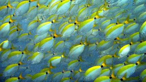Fischschwarm