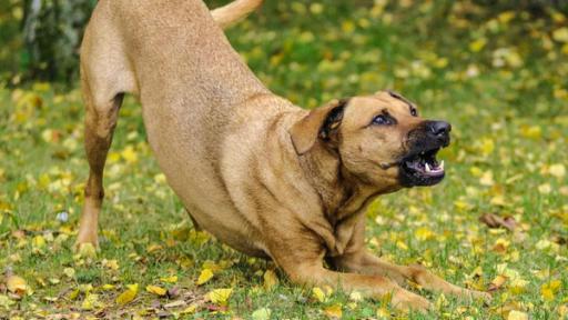 Bellender Hund | Rechte: ZDF Bellender Hund auf einer Wiese