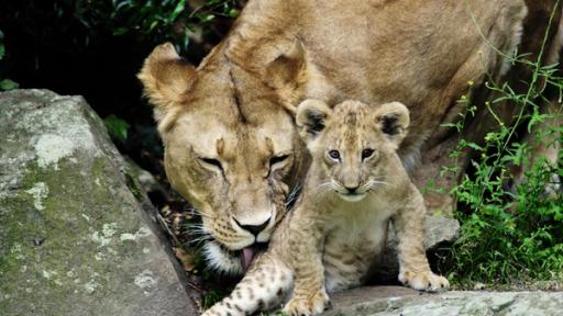 Nachwuchs im Zoo | Rechte: ZDF Löwenbaby im Zoo