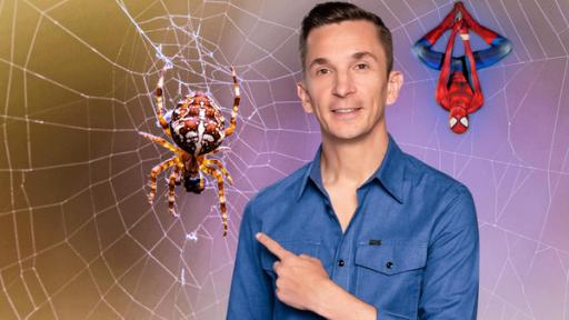 PUR+ - Teaser - Kleine Spinne - krasser Faden | Rechte: Imago, Shutterstock, ZDF, Collage PUR+ Moderator Eric Mayer steht mit dem Blick nach vorne gerichtet. Seine linke Hand zeigt mit dem Zeigefinger auf ein großes Spinnennetz hinter ihm. Darin sitzt eine Kreuzspinne. Oben rechts im Spinnennetz hängt eine Spidermanfigur kopfüber.