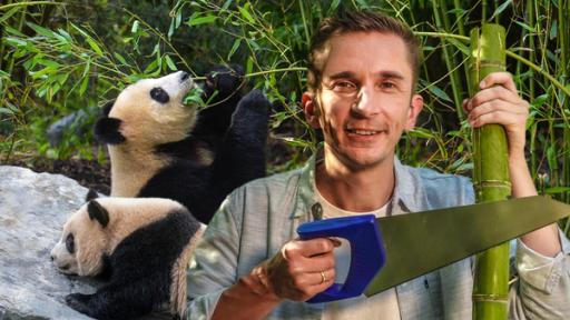 PUR+ - Panda-Bären