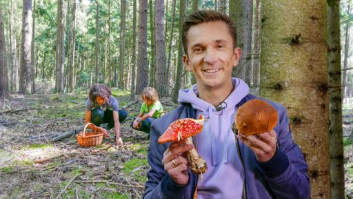 PUR+ - Teaser - Pilze | Rechte: ZDF, Collage Eric Mayer steht im Wald zwischen den Bäumen und direkt vor einem Baumstamm. Er lächelt in die Kamera. In seiner rechten Hand hält er einen großen Fliegenpilz. In der linken Hand hält er einen großen Steinpilz. Im Hintergrund suchen ein Kind und eine erwachsene Person hockend am Waldboden nach Pilzen. Sie haben einen Korb dabei.