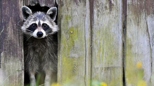 Wildtiere in der Großstadt | Rechte: ZDF Waschbär schaut aus einem Zaun