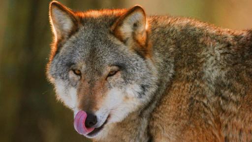 Wolf streckt die Zunge raus