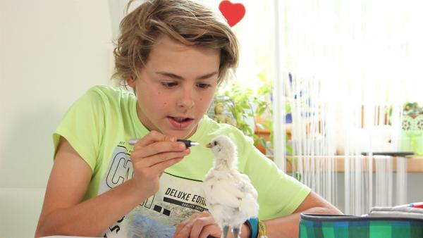 Küken Birdy will immer in Marians Nähe sein, auch bei den Hausaufgaben.