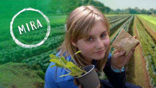 Rechte: KiKA/bildpool Film- & Fernsehproduktion GmbH/Harald Mohr Mira mit einem kleinen Blumentopf in der einen Hand und einer kleinen Tüte mit der Aufschrift Ringelblume in der anderen Hand. Hinter ihr ein Feld mit langen Reihen von Gemüsepflanzen. Links die Aufschrift Mira.