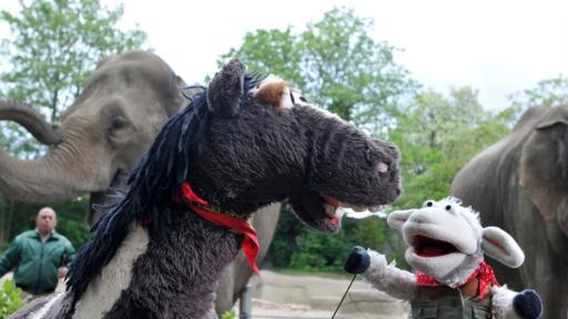 Ein Haustier auf Probe | Rechte: NDR - Uwe Ernst Wolle und Pferd im Tierpark