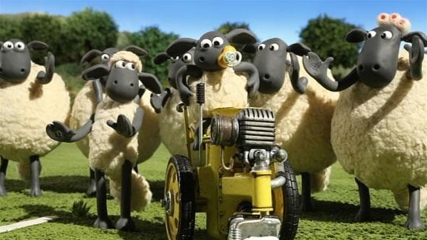 Die Schafe haben eine komische Maschine entdeckt. Die fährt und macht weiße Linien.