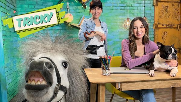 Team Timster hat wieder eine super Frage bekommen: Wie lernen Filmtiere Tricks und Kommandos? Filmtiertrainerin Nadin (li.) ist bei Soraya zu Gast und bringt weitere besondere Gäste mit: Ein süßes Pony, eine echte Schlange und natürlich zeigt auch der Star der Sendung Jimmy, was er kann.