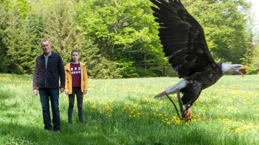 Ein Adler | Rechte: SWR Ein Adler