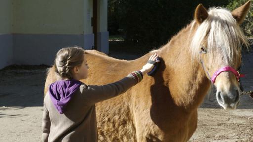 Ein Mädchen putzt ein Pony | Rechte: SWR Ein Mädchen putzt ein Pony