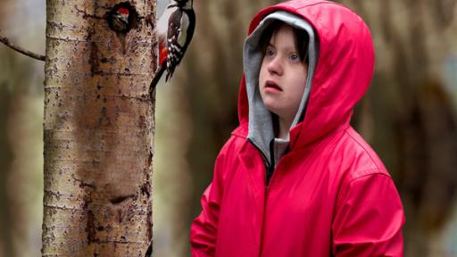 Toni sieht eine Spechtfamilie im Wald