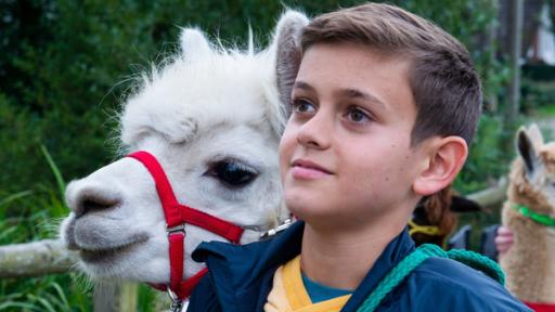 Liam mit Alpaka Pascha | Rechte: SWR Liam mit Alpaka Pascha