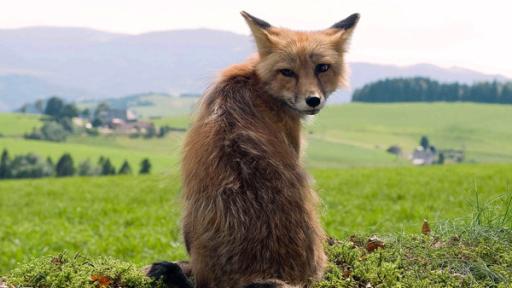 en Fuchs sitzt auf freiem Feld | Rechte: SWR en Fuchs sitzt auf freiem Feld